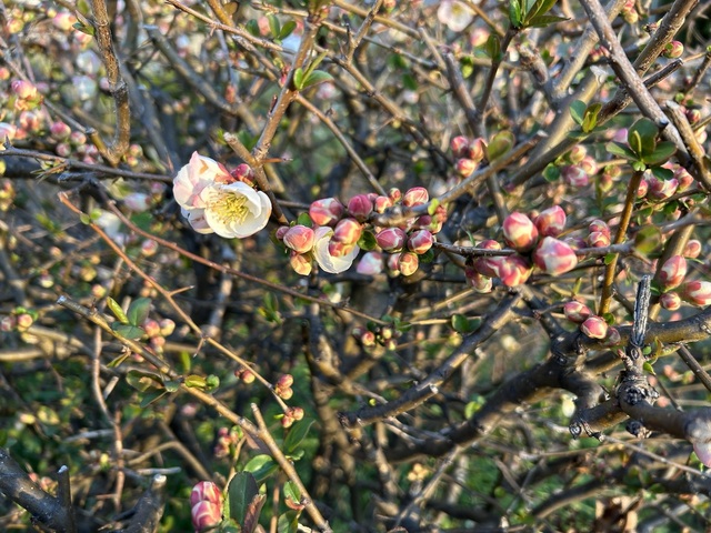 IMG_4360.JPEG